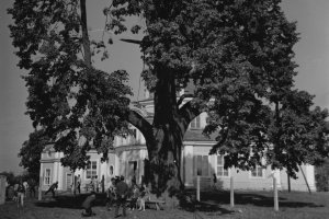 Grabki Duże