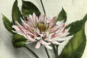 pocztówka imieninowa z kwiatami