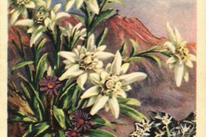 pocztówka imieninowa z kwiatami