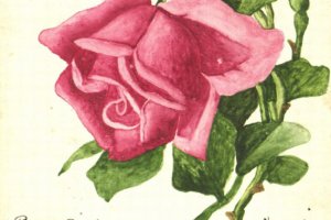 pocztówka imieninowa z kwiatami